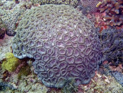 CotW: Favia maxima