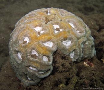 CotW: Favia maxima