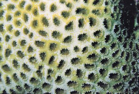 Favia pallida