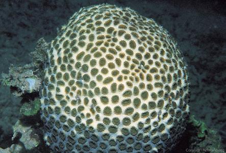CotW: Favia pallida