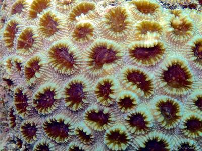 CotW: Favia pallida