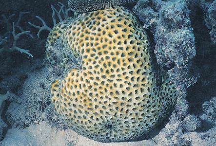 CotW: Favia pallida