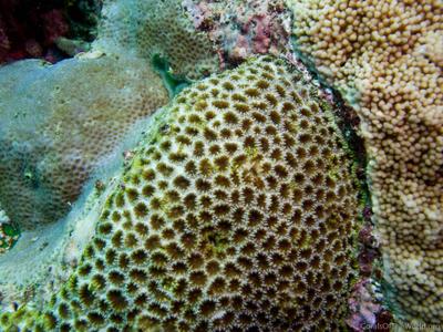 CotW: Favia pallida