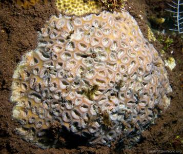 CotW: Favia rosaria