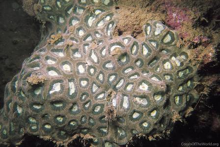 CotW: Favia rosaria