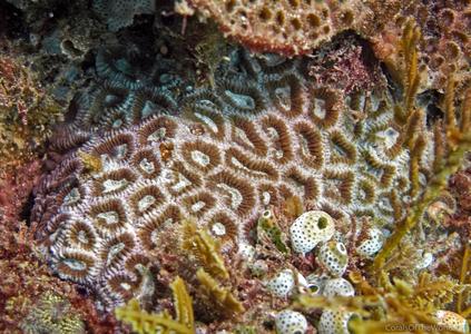 CotW: Favia rosaria