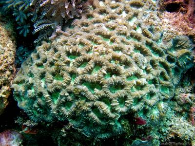CotW: Favia rotumana
