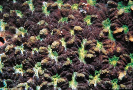 CotW: Favia rotumana