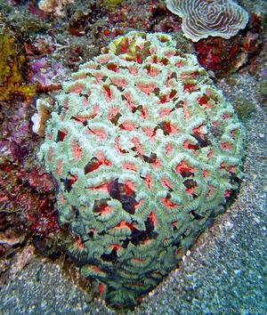 CotW: Favia rotumana