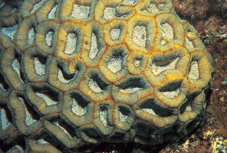 Favia rotundata