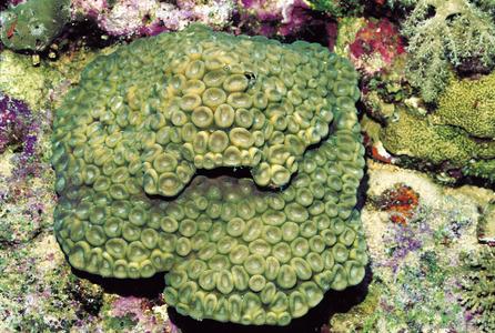 CotW preview: Favia rotundata