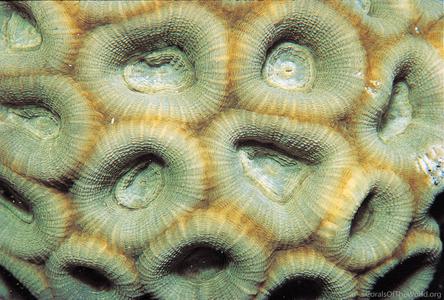 CotW: Favia rotundata