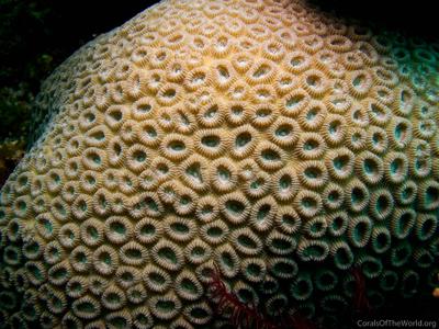 CotW preview: Favia speciosa