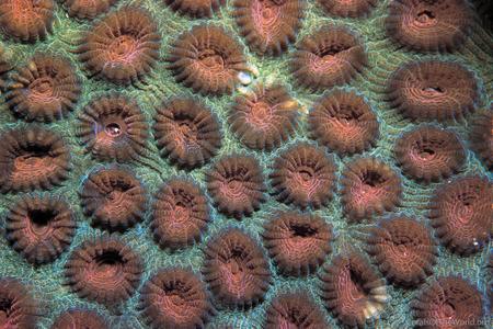 CotW: Favia speciosa