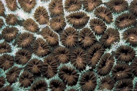 CotW: Favia speciosa