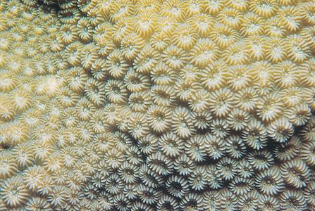 Favia stelligera