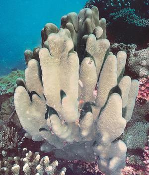 CotW: Favia stelligera