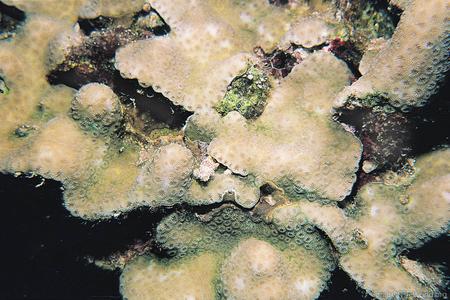 CotW: Favia stelligera