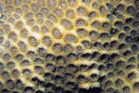 Favia truncatus