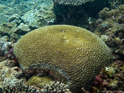 CotW: Favia truncatus