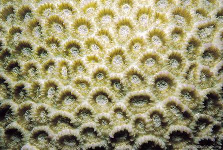 CotW: Favia truncatus