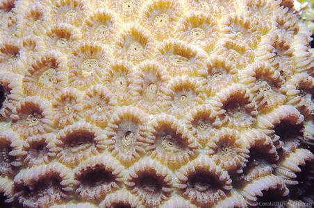 CotW: Favia truncatus
