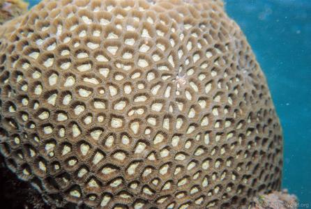 CotW preview: Favia veroni