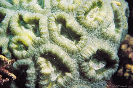 Favia vietnamensis