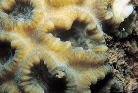 CotW: Favia vietnamensis