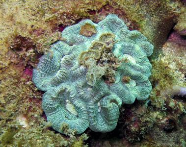 CotW: Favia vietnamensis