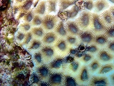 CotW: Favites abdita