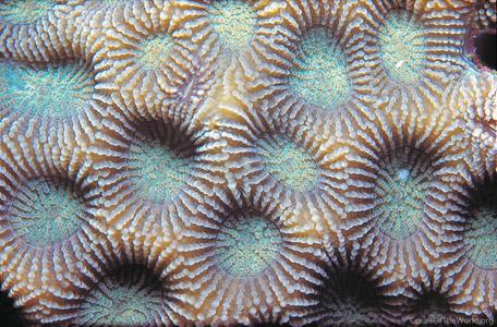 CotW: Favites abdita