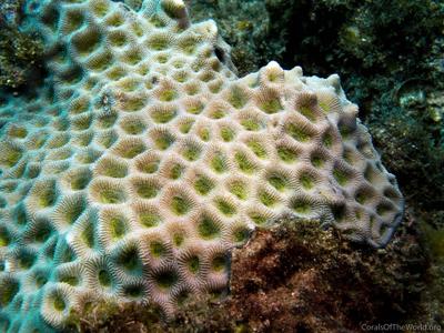 CotW: Favites abdita