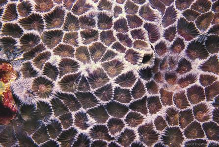 CotW: Favites acuticollis