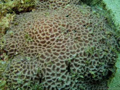 CotW: Favites acuticollis