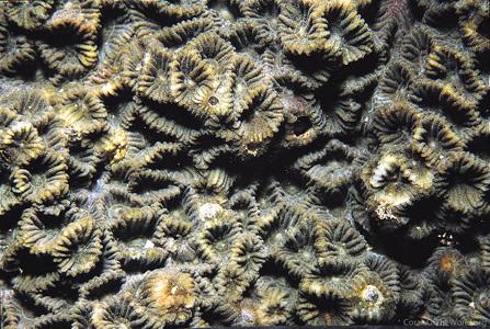 CotW: Favites acuticollis