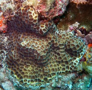 CotW: Favites acuticollis