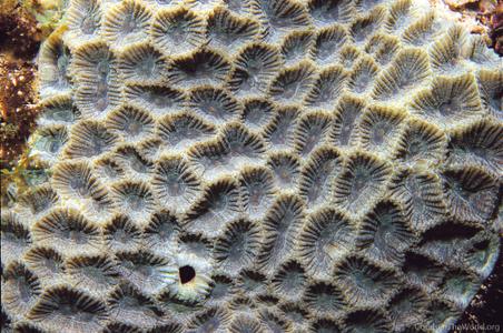 CotW: Favites acuticollis