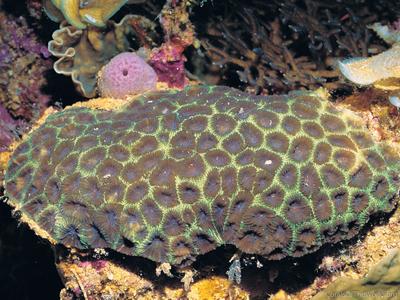 CotW: Favites bestae