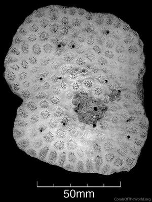 CotW: Favites bestae