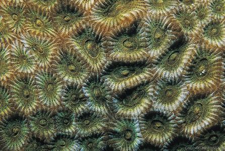 Favites chinensis