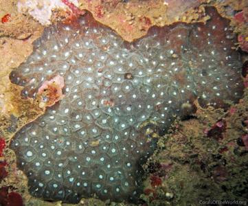 CotW preview: Favites chinensis