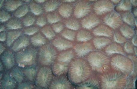 CotW: Favites chinensis