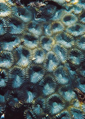 CotW: Favites chinensis