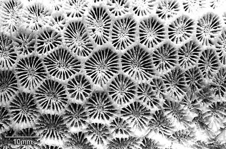 CotW: Favites chinensis