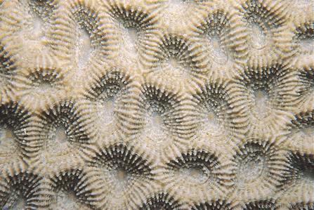 Favites complanata