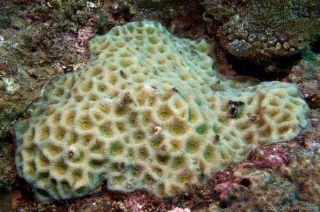 CotW preview: Favites complanata
