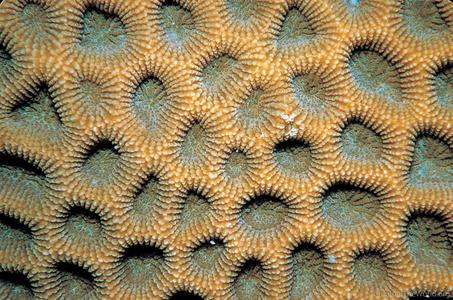 CotW: Favites complanata