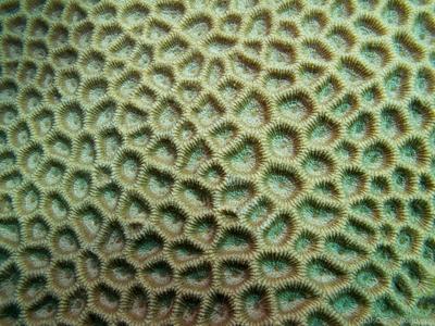 CotW: Favites flexuosa