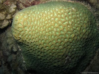 CotW: Favites flexuosa